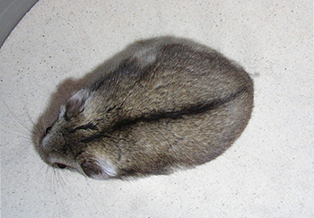 Bestand:Aalstrich-001.jpg