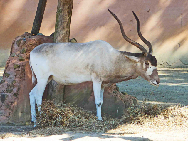 Bestand:Antilope-01.jpg