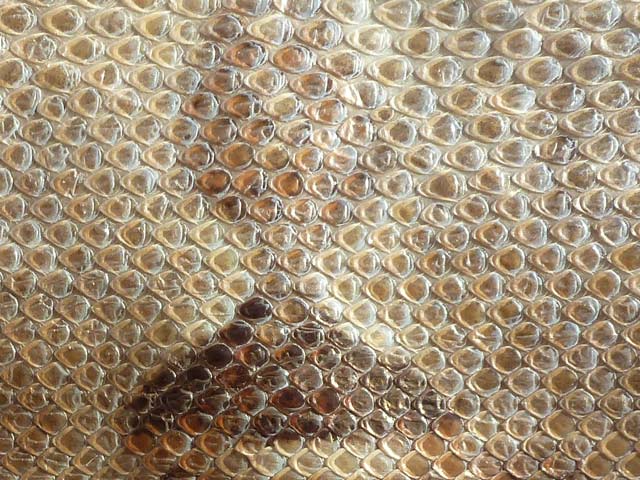 Bestand:Boa-Constrictor-03.jpg
