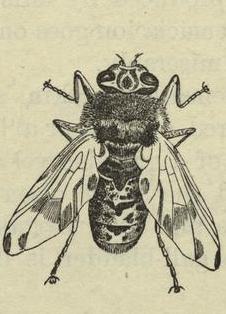 Bestand:Botfly.jpg