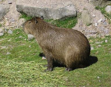 Bestand:Capybara.jpg