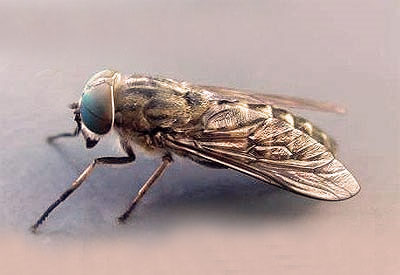 Bestand:Dasselfliege-04.jpg