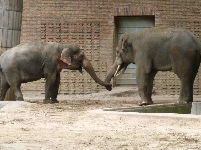 Bestand:Elefant-04.jpg