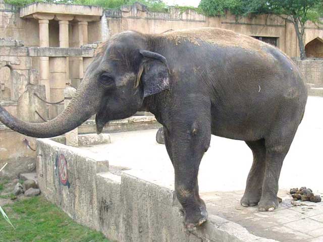 Bestand:Elefant-05.jpg