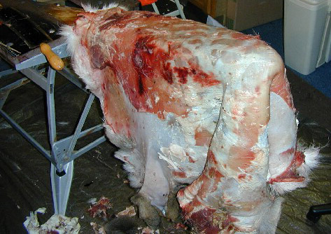 Bestand:Entfleischen-01.jpg