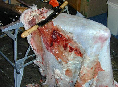 Bestand:Entfleischen-02.jpg