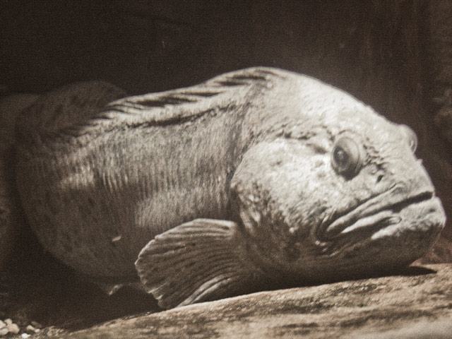 Bestand:Fischleder-02.jpg