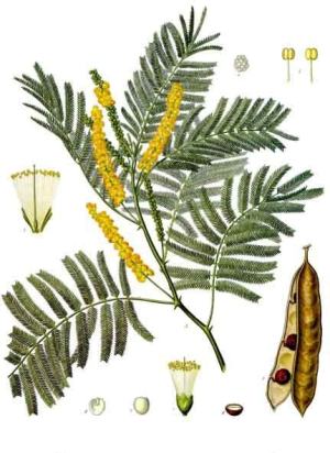 Bestand:Gerberakazie.jpg