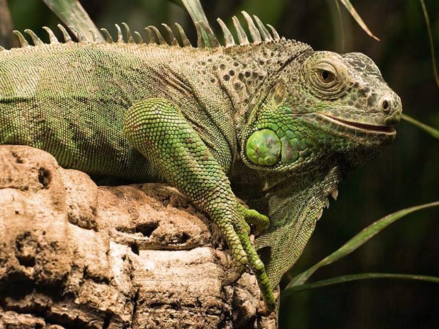 Bestand:Gruener-Leguan-01.jpg