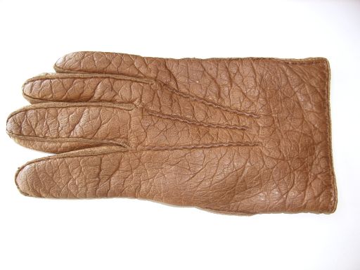 Bestand:Handschuh-peccary.jpg