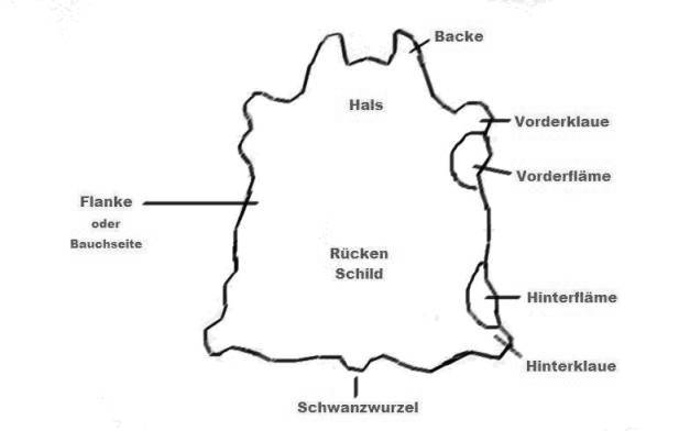 Bestand:Hautaufteilung1.jpg