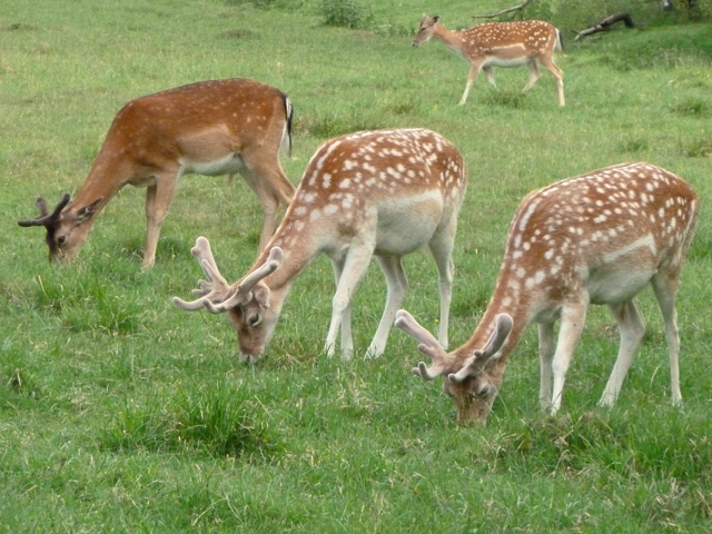 Bestand:Hirsch-001.jpg