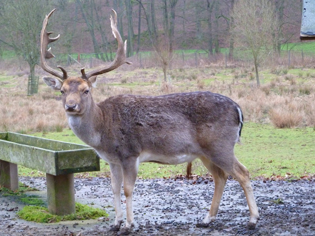 Bestand:Hirsch-02.jpg