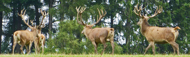 Bestand:Hirsch-03.jpg