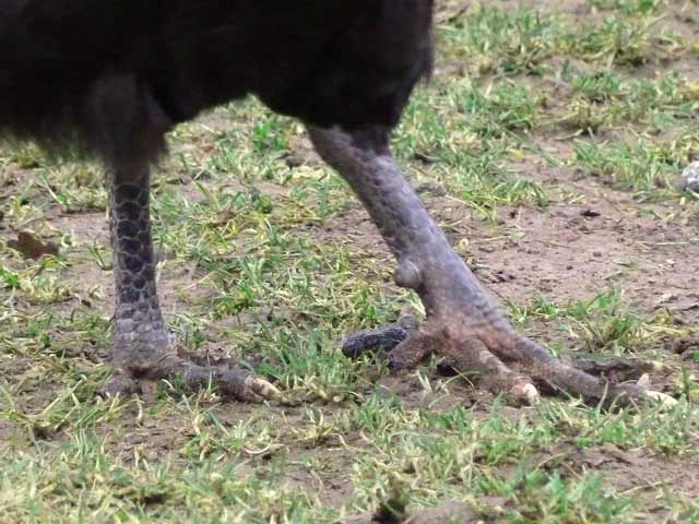 Bestand:Huhn-Beine-01.jpg