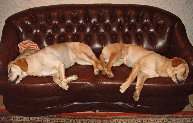 Bestand:Hundesofa.jpg