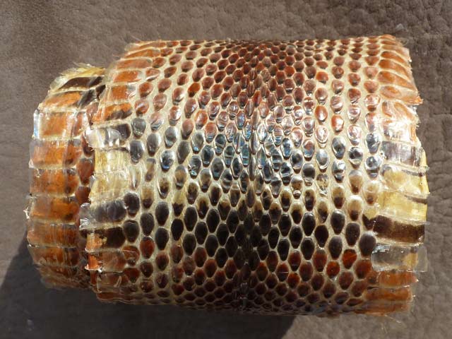 Bestand:Königsnatter-01.jpg