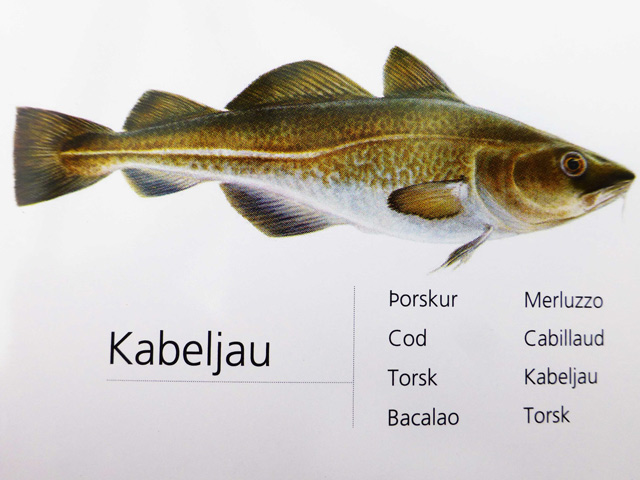 Bestand:Kabeljau-01.jpg