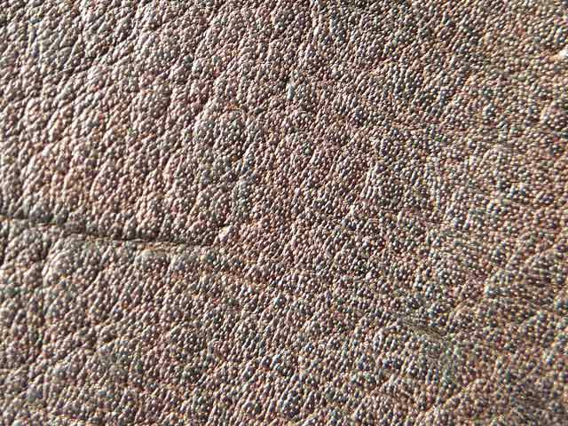 Bestand:Kaenguruleder-002.jpg