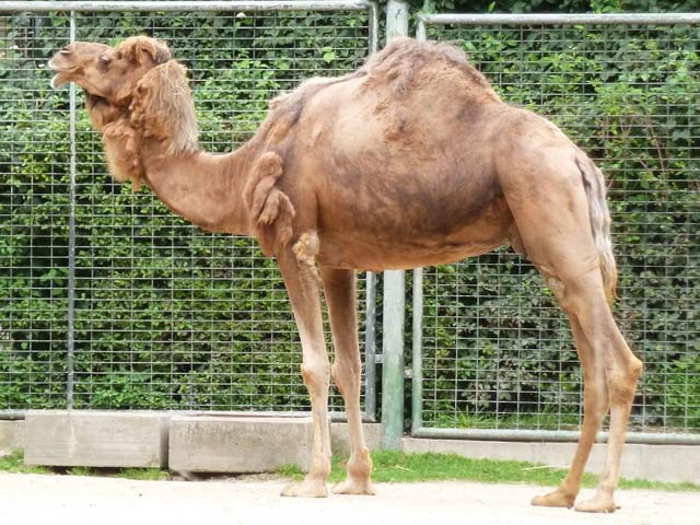 Bestand:Kamel-02.jpg