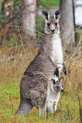 Bestand:Kangaroo.jpg