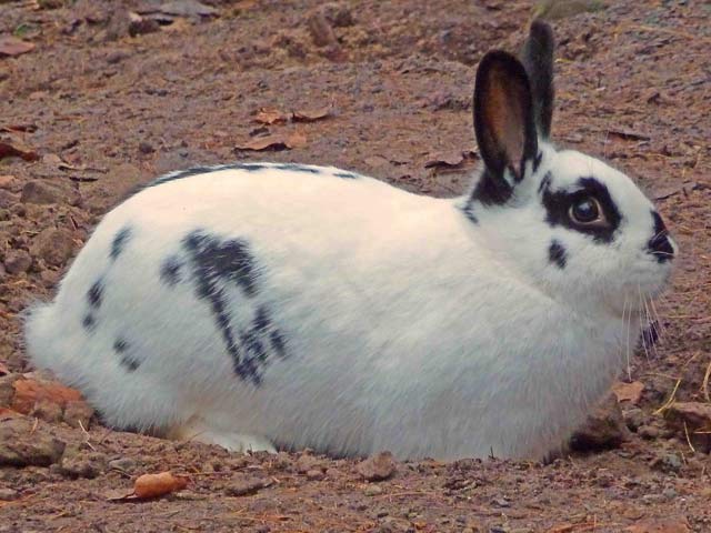 Bestand:Kaninchen-01.jpg