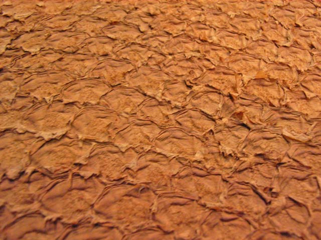 Bestand:Karpfenleder-002.jpg