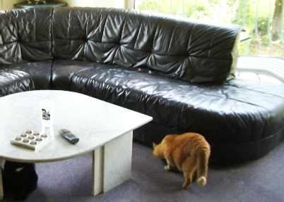 Bestand:Katze6.jpg