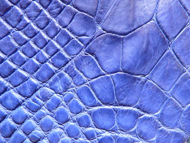 Bestand:Kroko-02.jpg