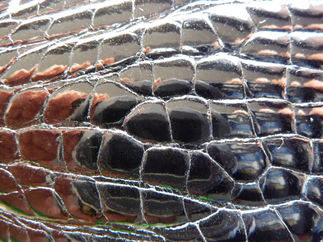 Bestand:Kroko-Glanzgestossen-02.jpg