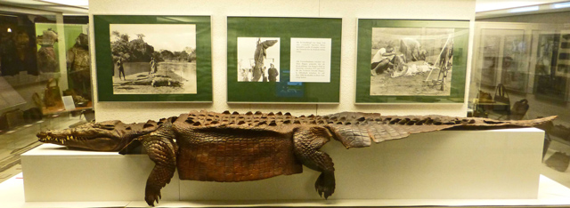 Bestand:Krokodil-01-Ledermuseum.jpg