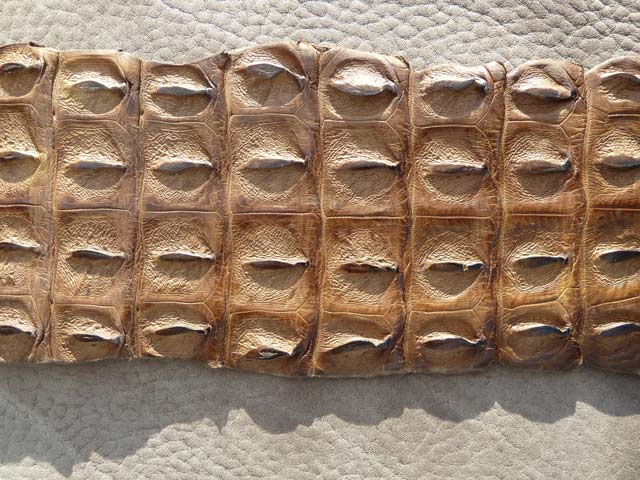 Bestand:Krokoruecken-02.jpg