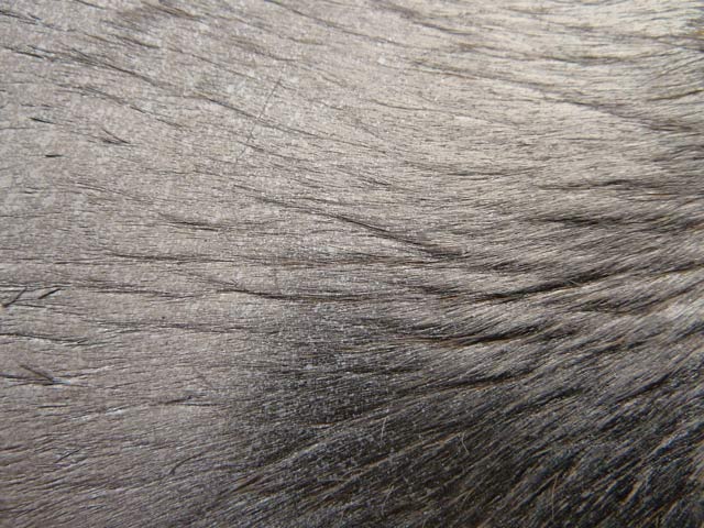 Bestand:Kuhfell-Kuhfell-Pigmentiert-Metallik-02.jpg