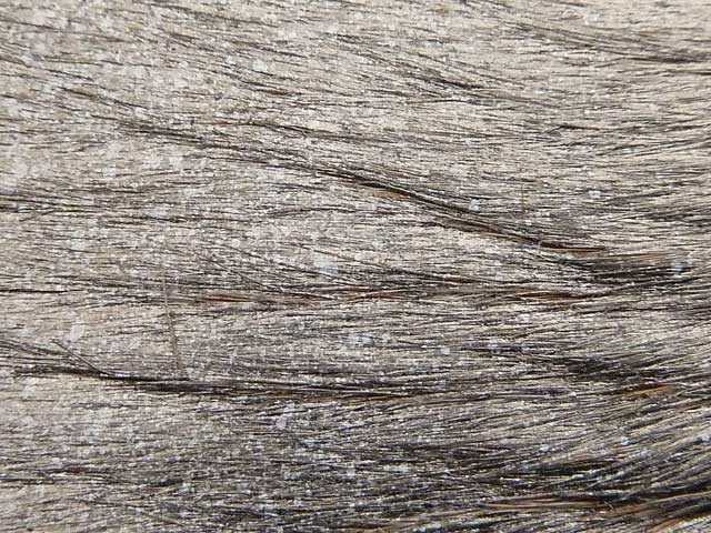 Bestand:Kuhfell-Kuhfell-Pigmentiert-Metallik-03.jpg