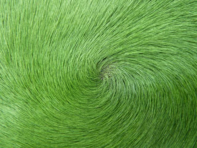 Bestand:Kuhfell-gefaerbt-003.jpg