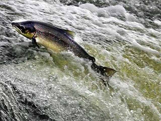 Bestand:Lachs-001.jpg