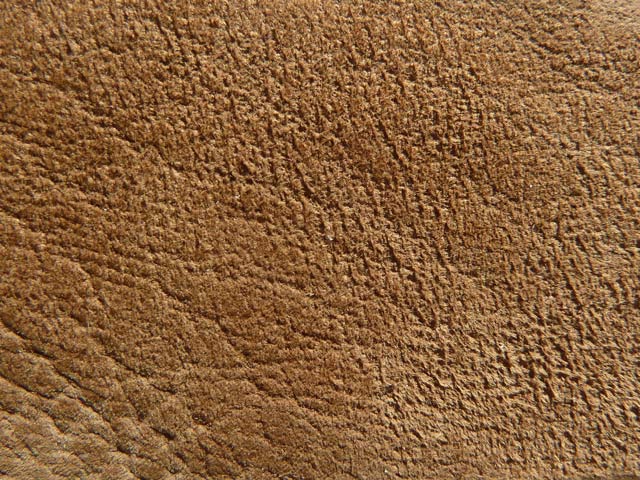 Bestand:Lamm-Nubuk-02.jpg
