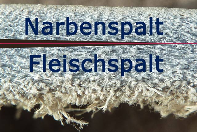 Bestand:Lederquerschnitt-04.jpg