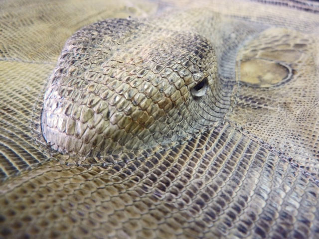 Bestand:Leguan-Handtasche-03.jpg