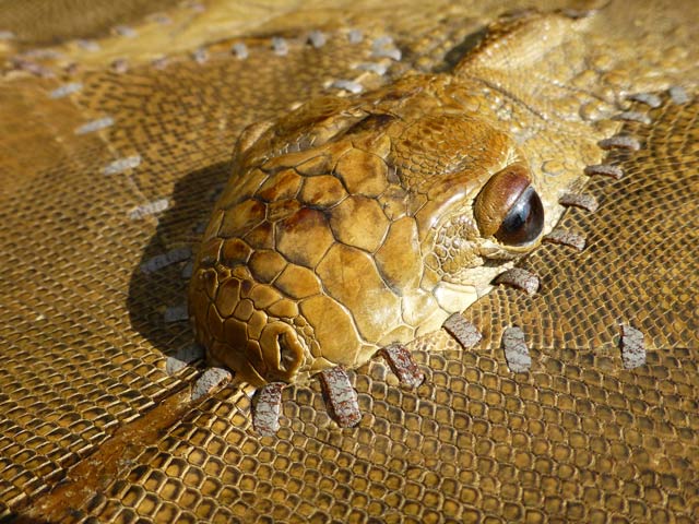 Bestand:Leguan-Handtasche-06.jpg