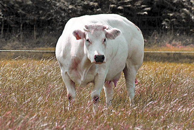 Bestand:Mastfalten-02.jpg