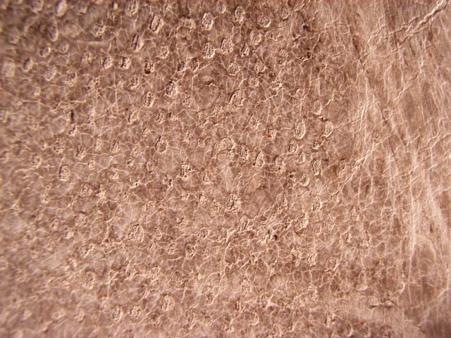 Bestand:Muraene-Leder-02.jpg