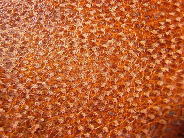 Bestand:Muraenenleder-001.jpg