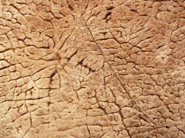 Bestand:Nilpferd-02.jpg