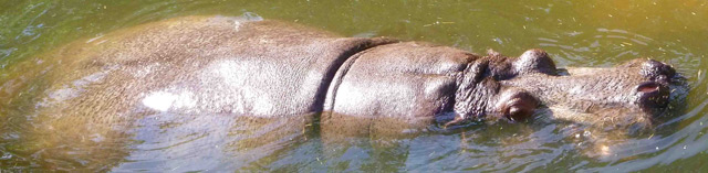 Bestand:Nilpferd-03.jpg