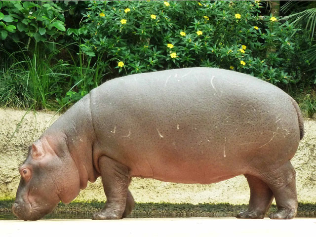 Bestand:Nilpferd-10.jpg