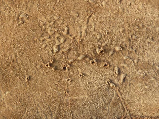 Bestand:Nilpferd-Rueckseite-03.jpg