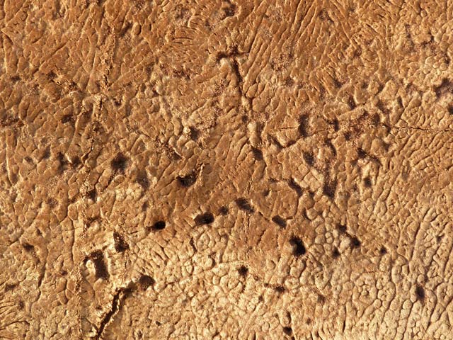 Bestand:Nilpferd-vorne-03.jpg