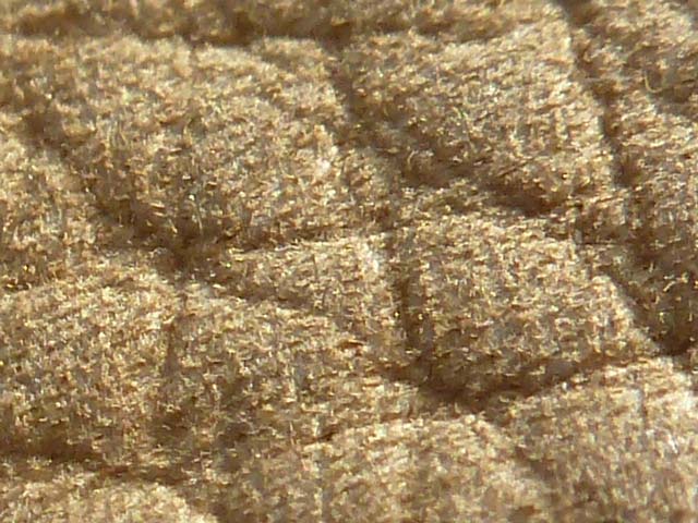 Bestand:Nubuk-002.jpg