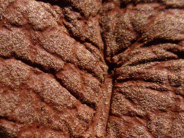 Bestand:Nubukato-01.jpg